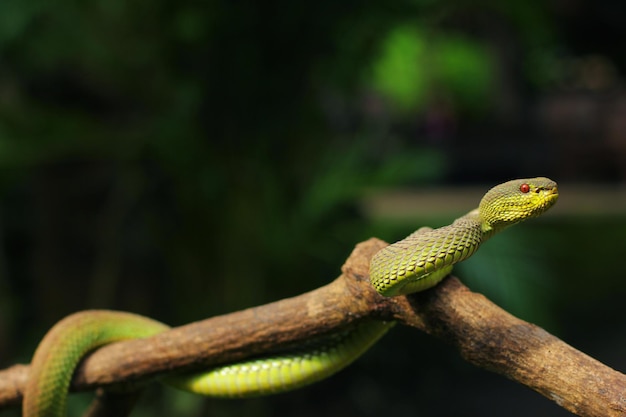 Snake Green Mangrove pit viper é uma espécie de víbora venenosa nativa do Sudeste Asiático