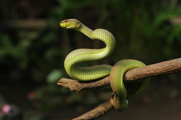 Snake Green Mangrove pit viper es una especie de víbora venenosa nativa del sudeste asiático