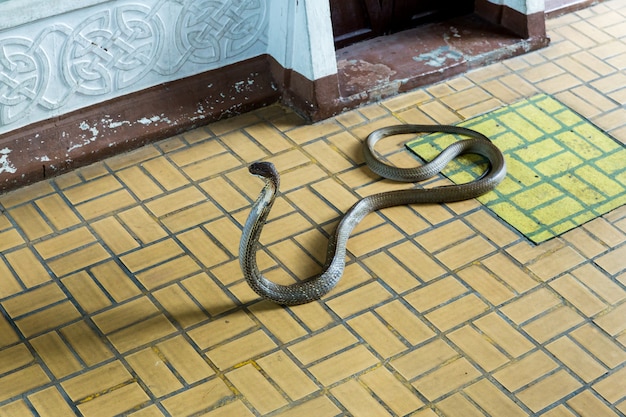 Snake Show und den Touristen im Serpentarium gezeigt