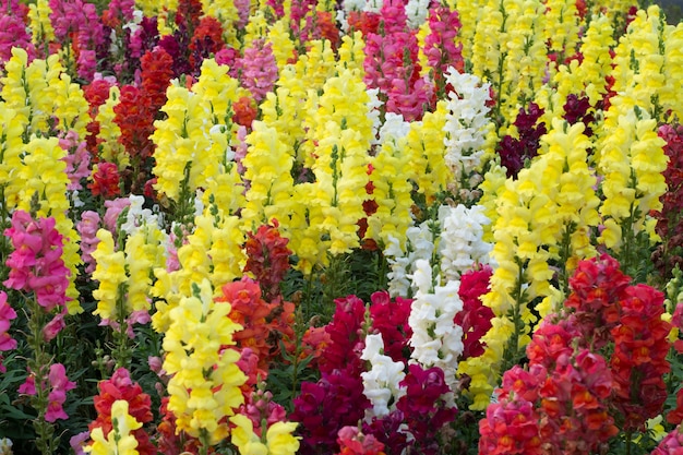 Snap dragon (Antirrhinum majus) que florece en el jardín