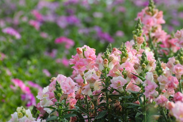 Snapdragons cor-de-rosa (majus do Antirrhinum) no jardim.