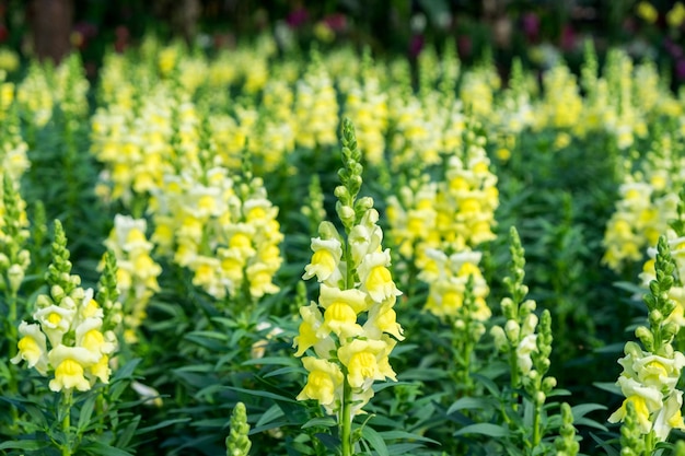 SnapdragonScrophulariaceaeflor amarela linda