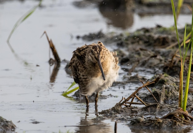 Snipe Pintailed em pé no chão com água