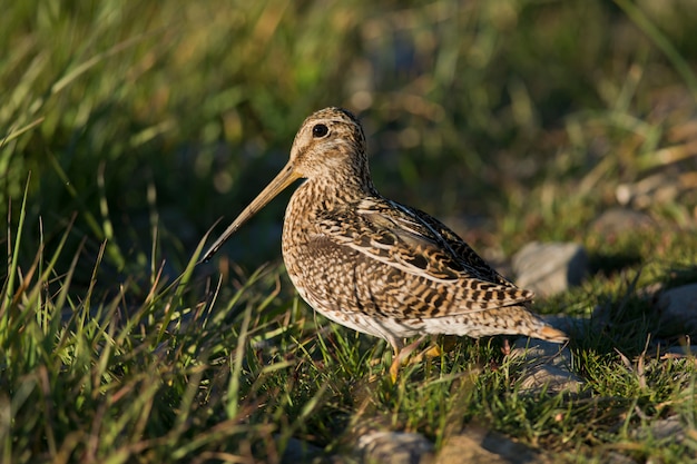 Snipe sul-americano na grama