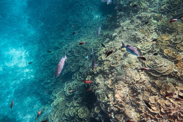 Snorkeling com cardume de peixes e recifes de corais no mar tropical