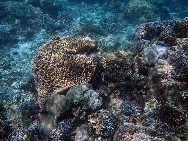 Snorkeling, isla de Bali, Indonesia