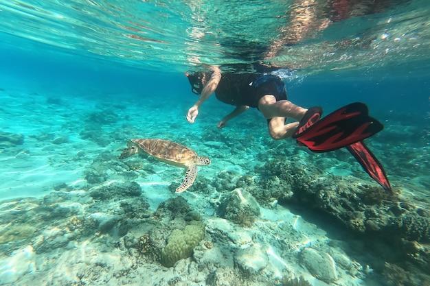 Foto snorkeling con una tortuga marina en gili trawangan lombok indonesia