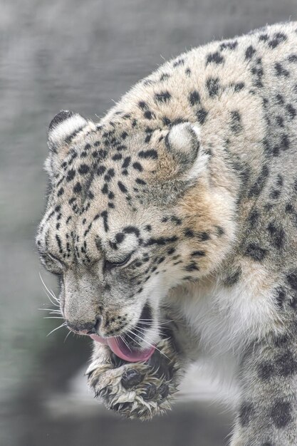 Snow Leopard Panthera uncia lambendo a pata na hora da limpeza