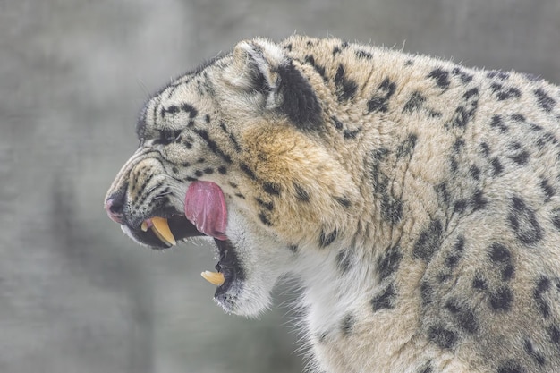 Snow Leopard Panthera uncia lambendo com vista lateral de boca aberta