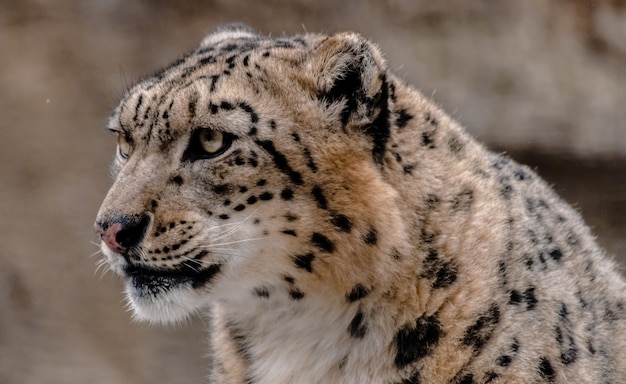 Snow Leopard (Panthera uncia)