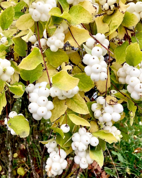 snowberry, blanco, baya, symphoricarpos, symphoricarpos albus, primer plano, rama, jardín, decorativo