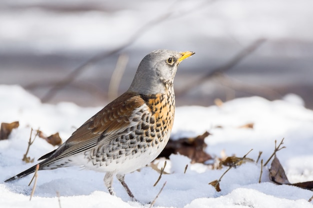 Snowbird en la nieve