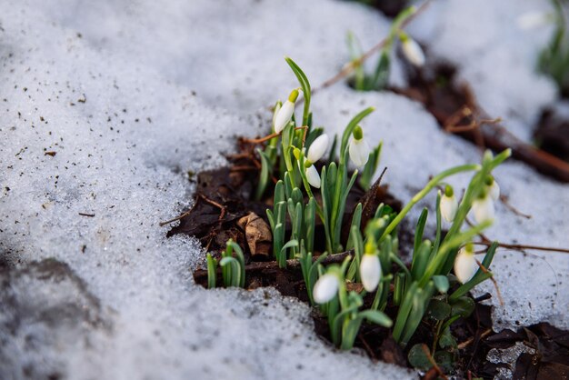 Snowdrop de cerca en la nieve. la primavera está llegando. copia espacio