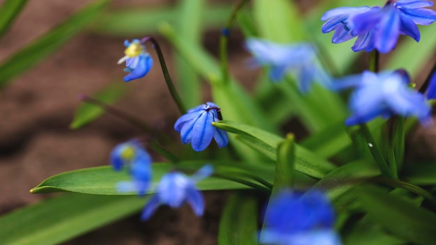 Snowdrop de floresta florescente Delicadas flores azuis