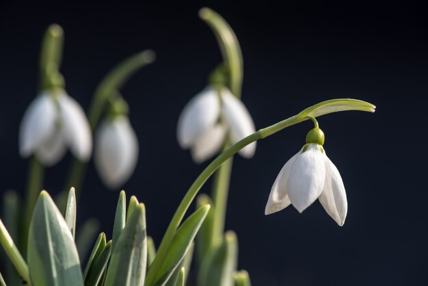 Snowdrop em fundo natural.