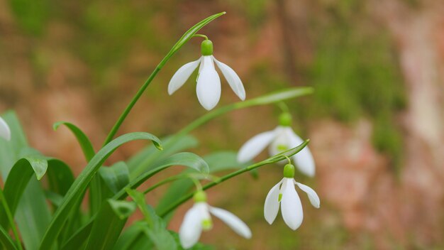 Snowdrop es un símbolo de la primavera las flores blancas de galanthus nivalis a principios de la primavera la naturaleza floral