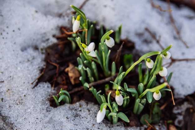 Snowdrop fechar na neve. a primavera está chegando. copie o espaço