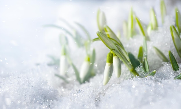 Snowdrop flores en la nieve bajo la nieve que cae