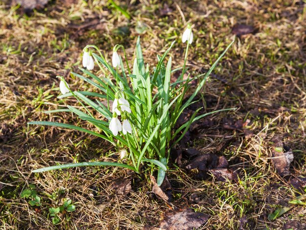 Snowdrop Galanthus blanco flores sobre suelo húmedo