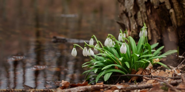 Snowdrop Galanthus nivalis en el primer plano del bosque. Campanillas de invierno macro entre las hojas caídas