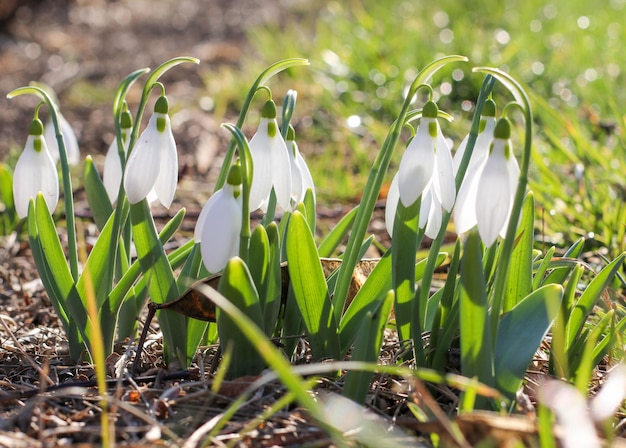 Snowdrop o campanilla de invierno común Galanthus nivalis floresSnowdrops después de que la nieve se haya derretido