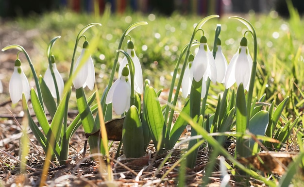 Foto snowdrop ou floco de neve comum galanthus nivalis floressnowdrops depois que a neve derreteu