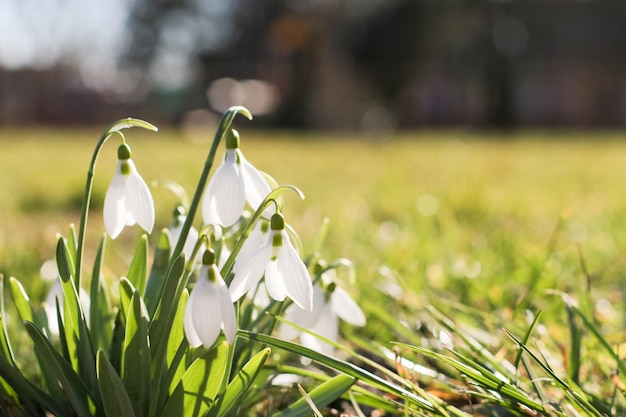 Snowdrop ou floco de neve comum Galanthus nivalis floresSnowdrops depois que a neve derreteu