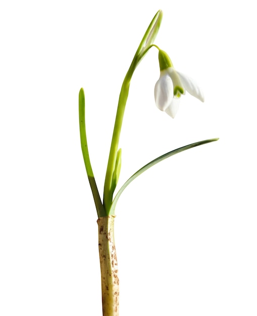 snowdrop ou Galanthus é plantas herbáceas e útil no tratamento da doença de Alzheimer