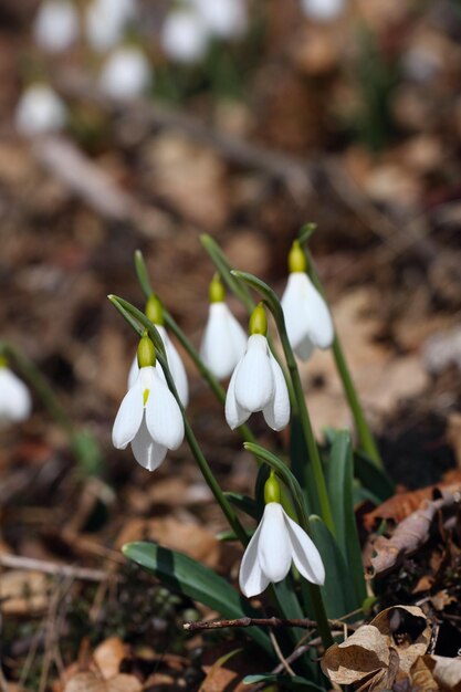 Snowdrop