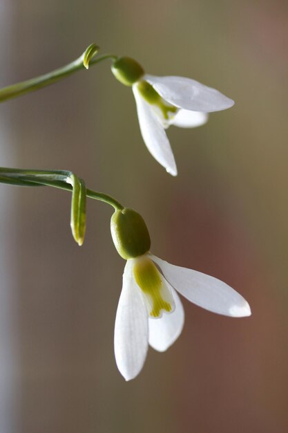 Snowdrop