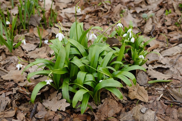 Snowdrops as primeiras flores da primavera no parque Foto de alta qualidade