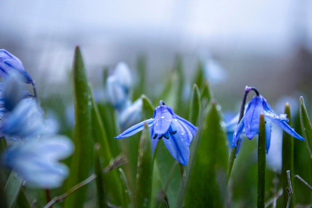 Snowdrops azuis cresceram na primavera