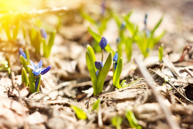Snowdrops azuis na floresta de primavera, as primeiras flores da primavera, close-up, com luz solar suave