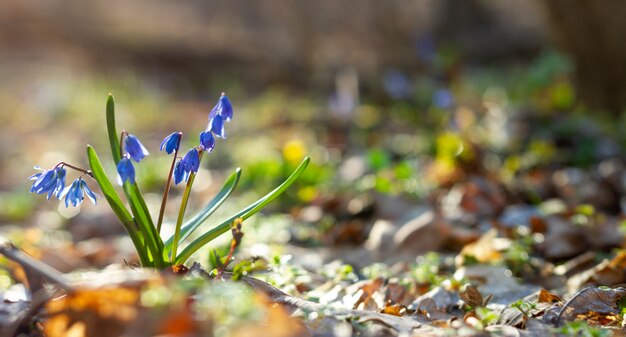 Snowdrops azules en la foto del panorama del bosque de la primavera. Scylla florece en primer plano del parque con un lugar para su prueba única. Flores azules en el bosque de primavera