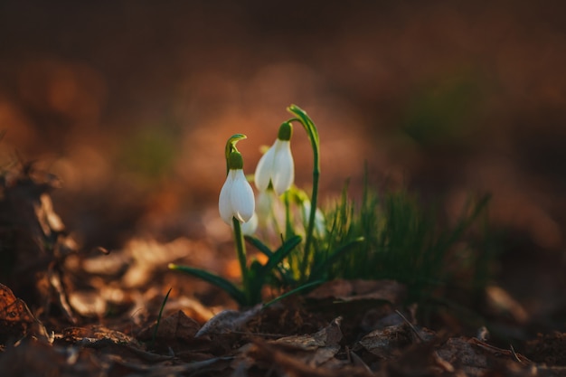 Snowdrops en un bosque en primavera