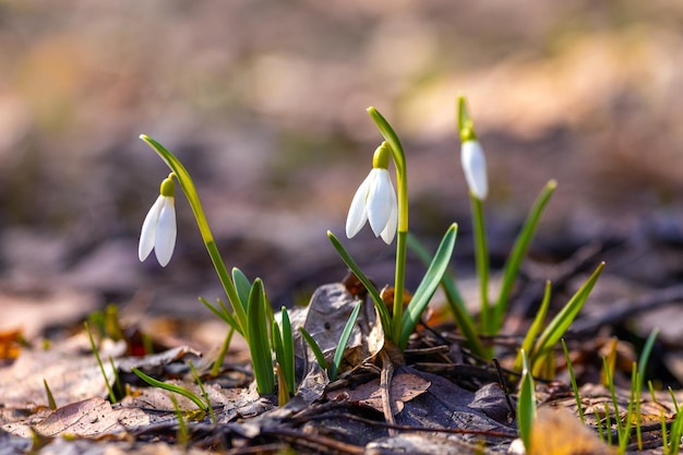 Snowdrops brancos na floresta em tempo ensolarado