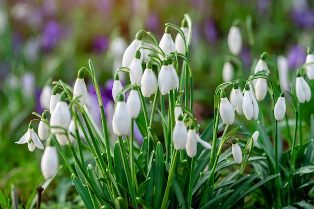 Snowdrops brancos na grama verde em um dia ensolarado de primavera