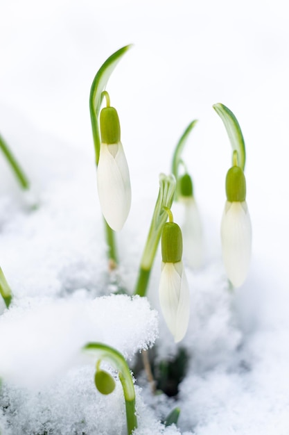 Snowdrops brancos rompem a neve na primavera