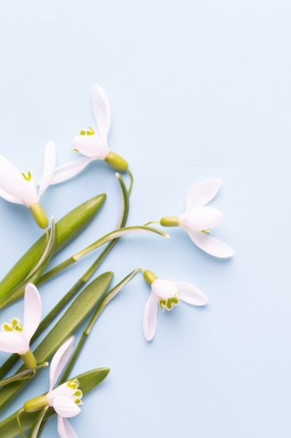 Snowdrops de flores frescas sobre fundo azul com lugar para texto. cartão de primavera. dia das mães. postura plana.