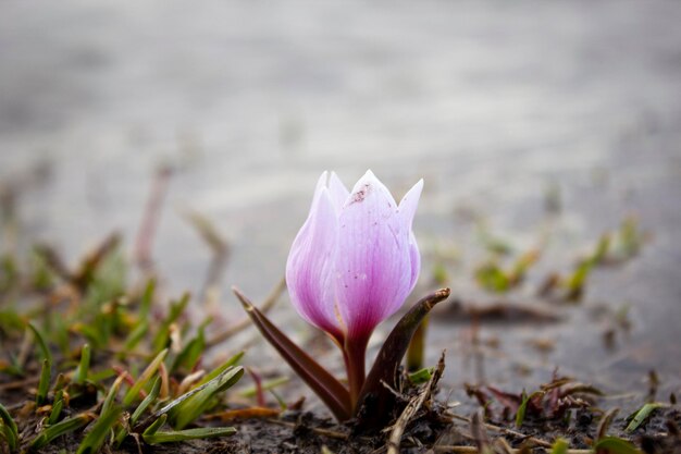 Snowdrops de montanha cresceram na primavera