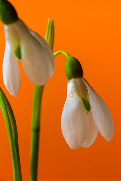 Snowdrops em um fundo laranja isolado