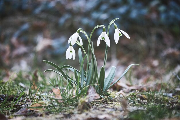 Snowdrops em um prado para o início da primavera Flor delicada com flores brancas