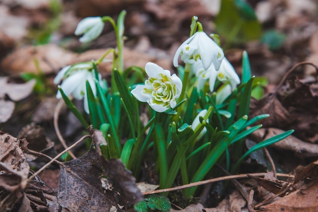 Snowdrops fecham no parque da cidade