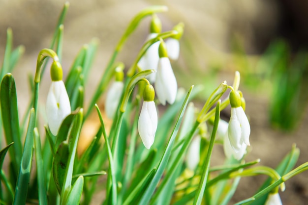 Snowdrops flores brancas da primavera