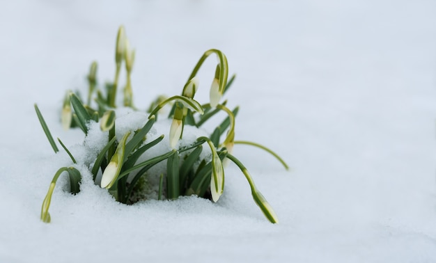 Snowdrops floresce na neve no início da primavera