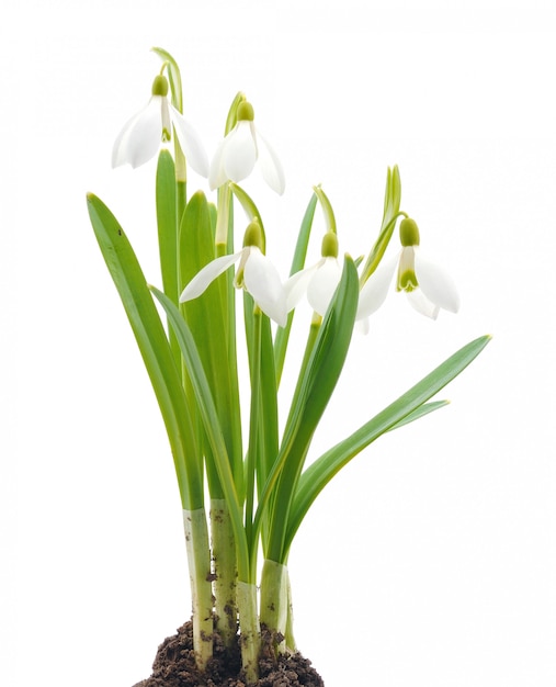 Snowdrops (Galanthus nivalis) aislado