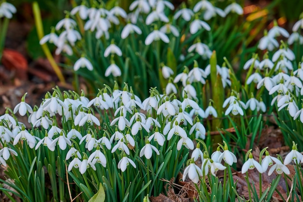 Snowdrops Galanthus