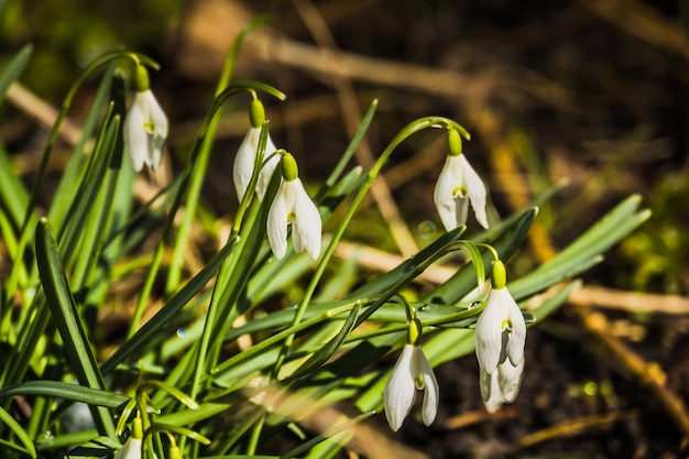 Snowdrops en el jardín