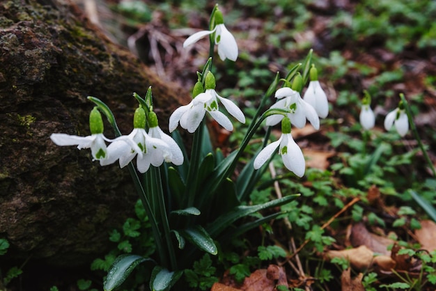 Snowdrops na floresta da primavera