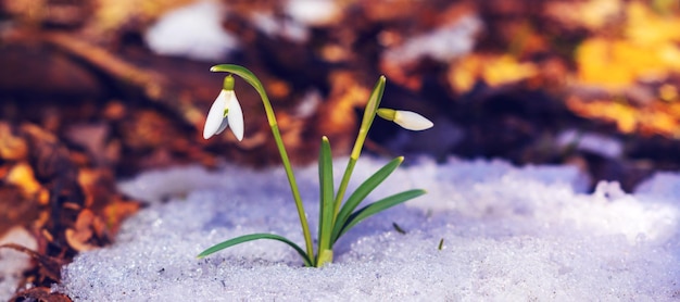 Snowdrops na floresta na neve durante o pôr do sol